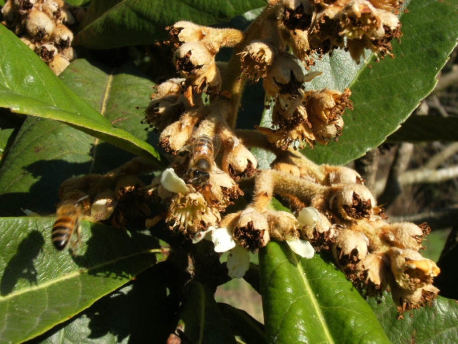Impollinatori natalizi (Imenotteri e ditteri)